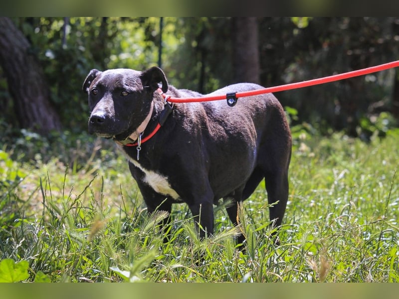 Koa • Atena • Ally • Seniorin Pombinha ♦️ 4 von ~ 650 Hunden in der Cantinho da Milu ♦️