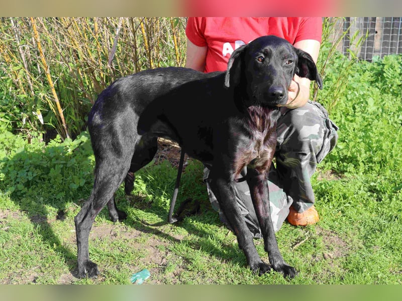 O•N•I•X • das Tierheim war seine Rettung - aber jetzt braucht er ein Zuhause
