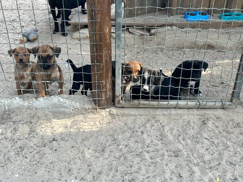 ♦️SANFTE MOM KOA ♦️ in der Cantinho da Milu ⏳7/2025