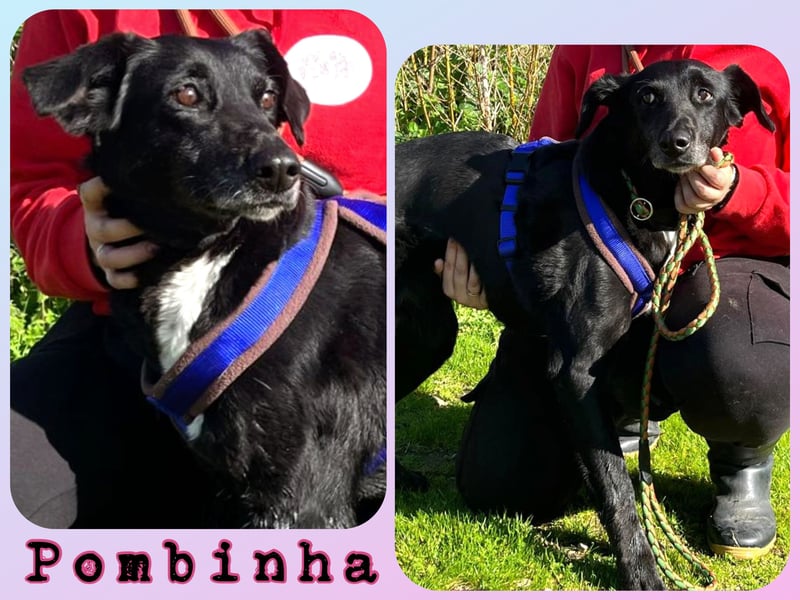 Koa • Atena • Ally • Seniorin Pombinha ♦️ 4 von ~ 650 Hunden in der Cantinho da Milu ♦️
