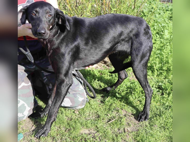 O•N•I•X • das Tierheim war seine Rettung - aber jetzt braucht er ein Zuhause