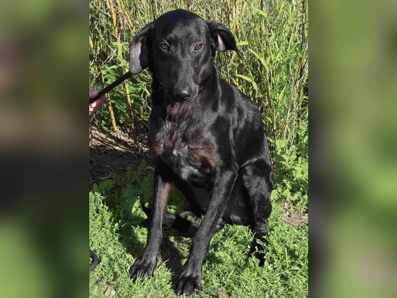 O•N•I•X • das Tierheim war seine Rettung - aber jetzt braucht er ein Zuhause