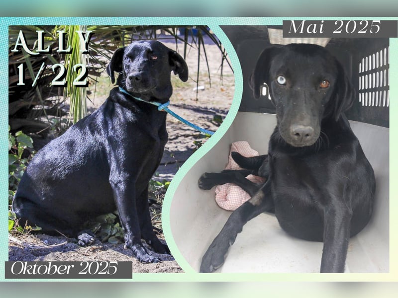 Koa • Atena • Ally • Seniorin Pombinha ♦️ 4 von ~ 650 Hunden in der Cantinho da Milu ♦️