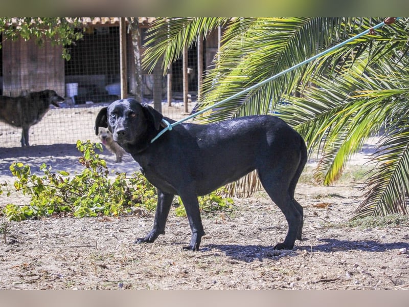 Koa • Atena • Ally • Seniorin Pombinha ♦️ 4 von ~ 650 Hunden in der Cantinho da Milu ♦️