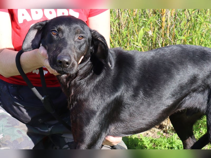 O•N•I•X • das Tierheim war seine Rettung - aber jetzt braucht er ein Zuhause