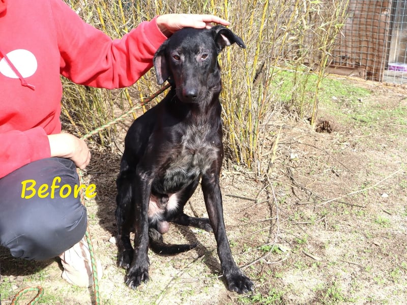 O•N•I•X • das Tierheim war seine Rettung - aber jetzt braucht er ein Zuhause