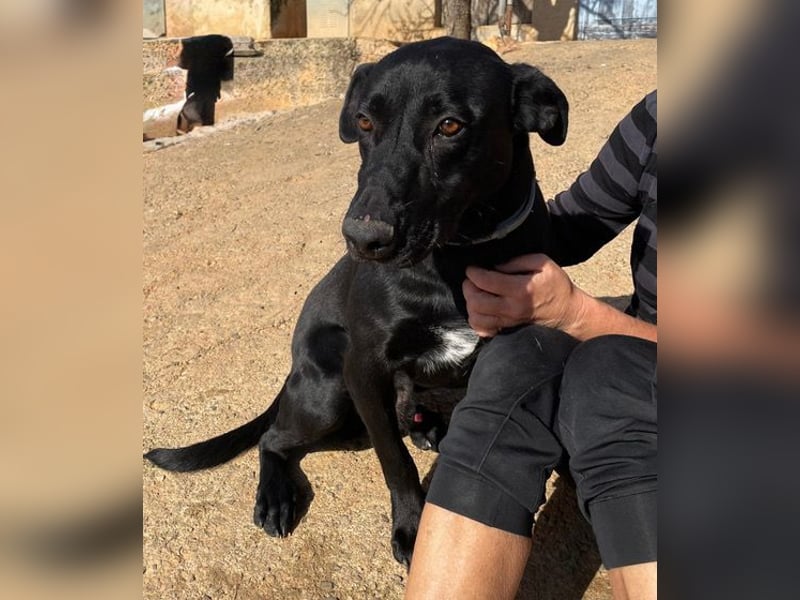 Rico sucht ein ruhiges Zuhause