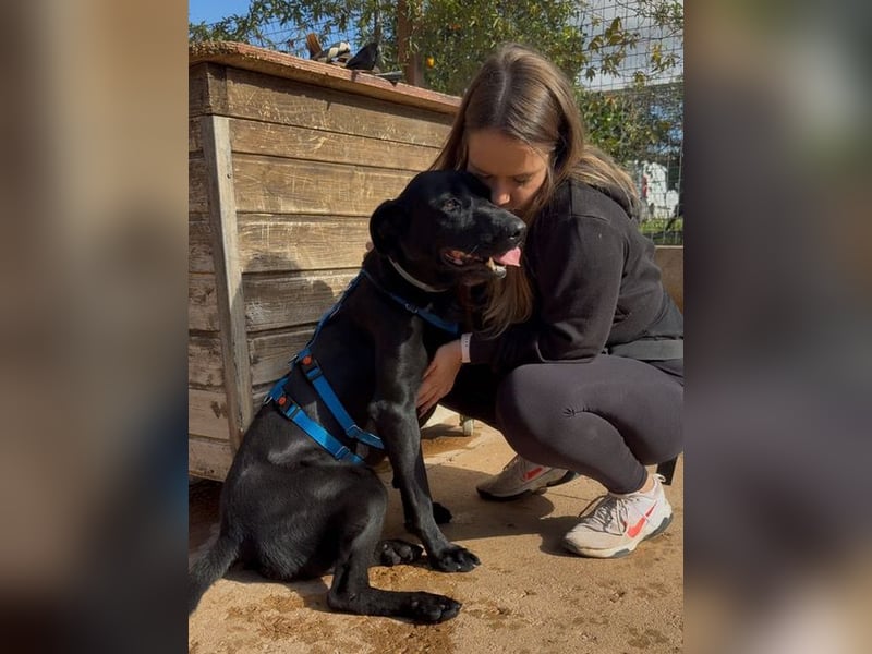 Valentino V45 sucht ein ruhiges Zuhause