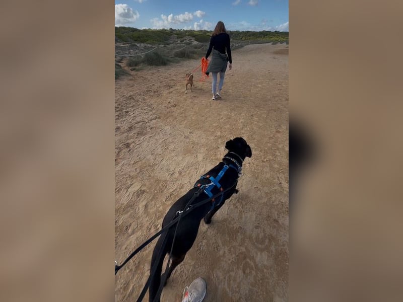 Valentino V45 sucht ein ruhiges Zuhause