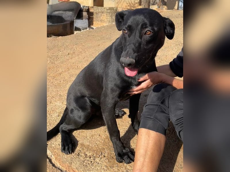 Rico sucht ein ruhiges Zuhause