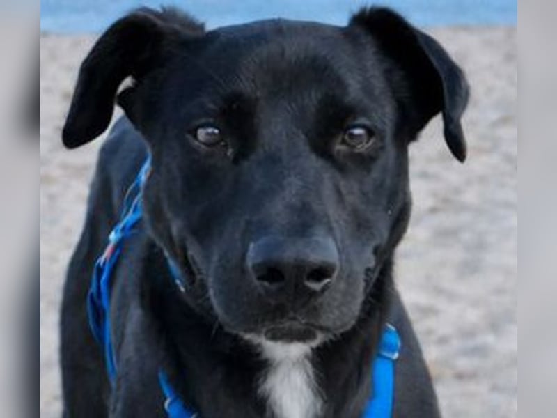 Valentino V45 sucht ein ruhiges Zuhause