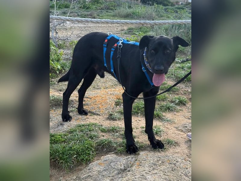 Valentino V45 sucht ein ruhiges Zuhause