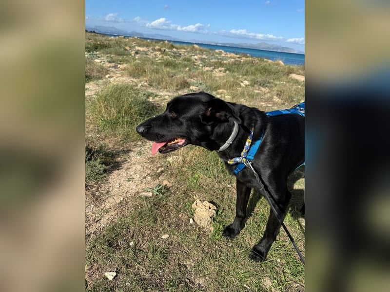 Valentino V45 sucht ein ruhiges Zuhause