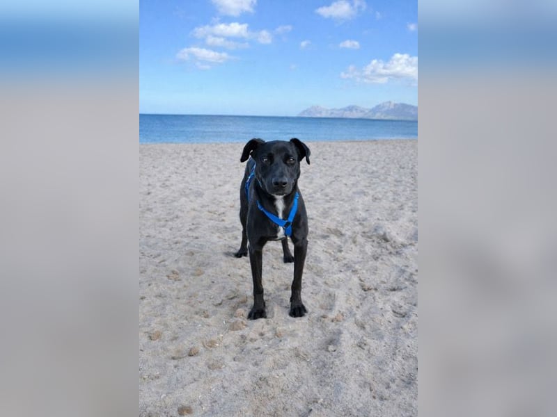 Valentino V45 sucht ein ruhiges Zuhause