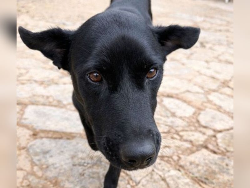 Valentino V45 ist ein sensibler Rohdiamant