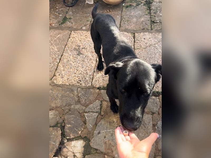 Valentino V45 ist ein sensibler Rohdiamant