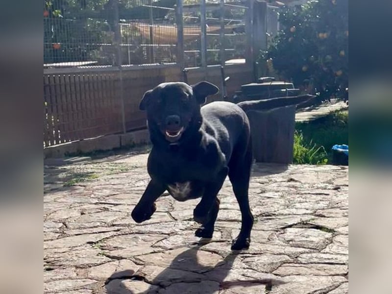 Rico sucht ein ruhiges Zuhause