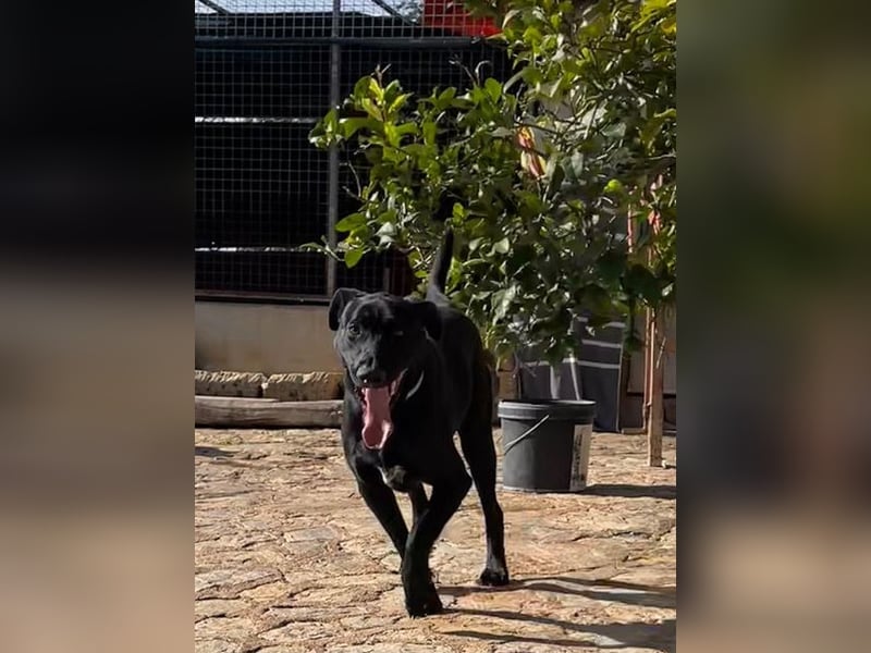 Rico sucht ein ruhiges Zuhause