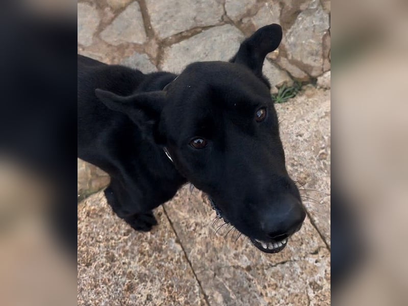 Valentino V45 ist ein sensibler Rohdiamant