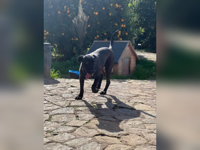 Rico sucht ein ruhiges Zuhause