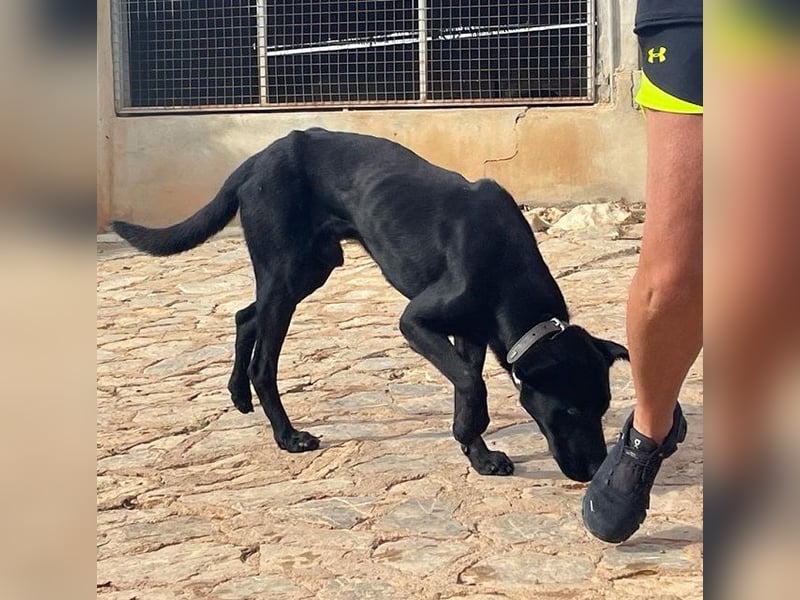 Valentino V45 ist ein sensibler Rohdiamant