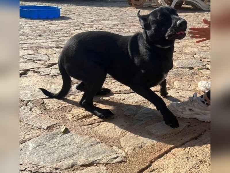 Rico sucht ein ruhiges Zuhause