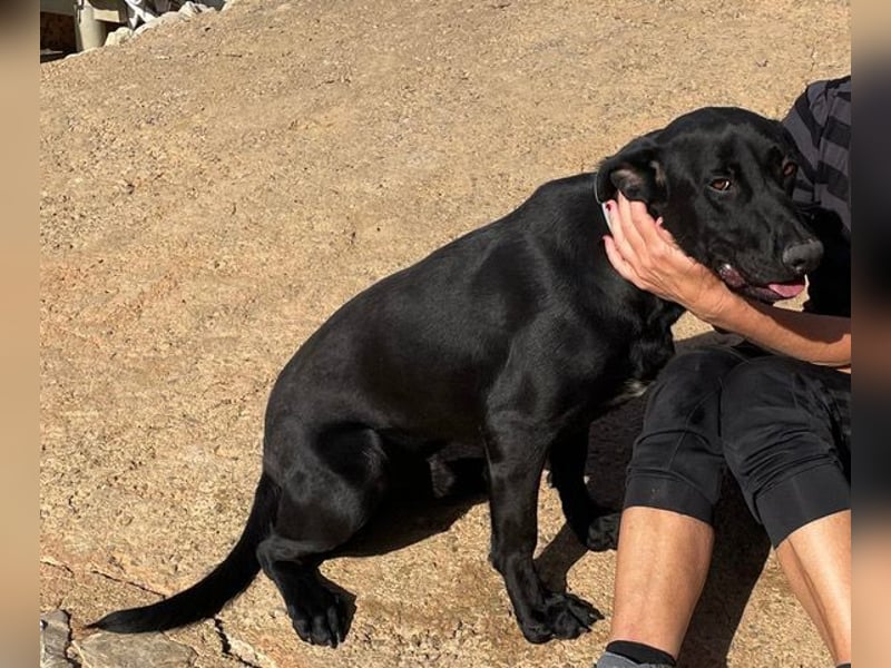 Rico sucht ein ruhiges Zuhause