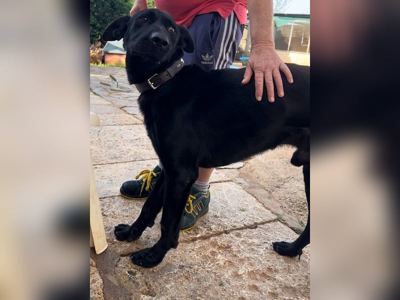 Valentino V45 ist ein sensibler Rohdiamant