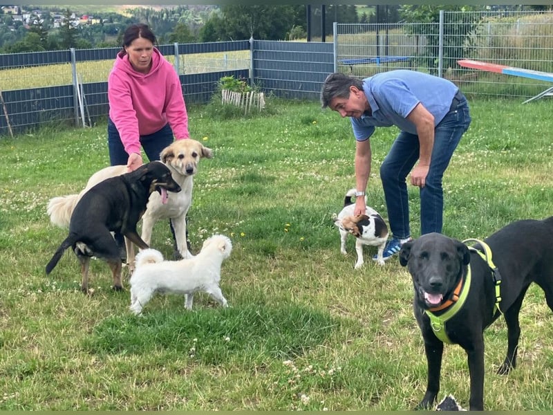 Nicki - treuer Beschützer und Begleiter - Tierhilfe Franken e.V.