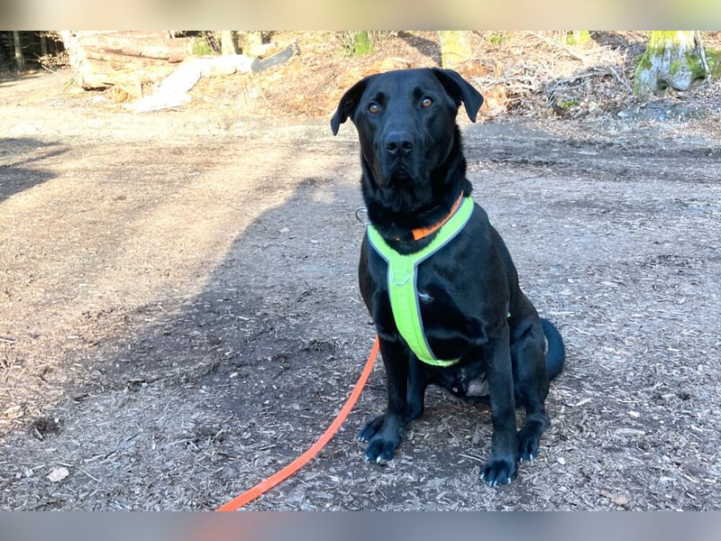 Nicki - treuer Beschützer und Begleiter - Tierhilfe Franken e.V.