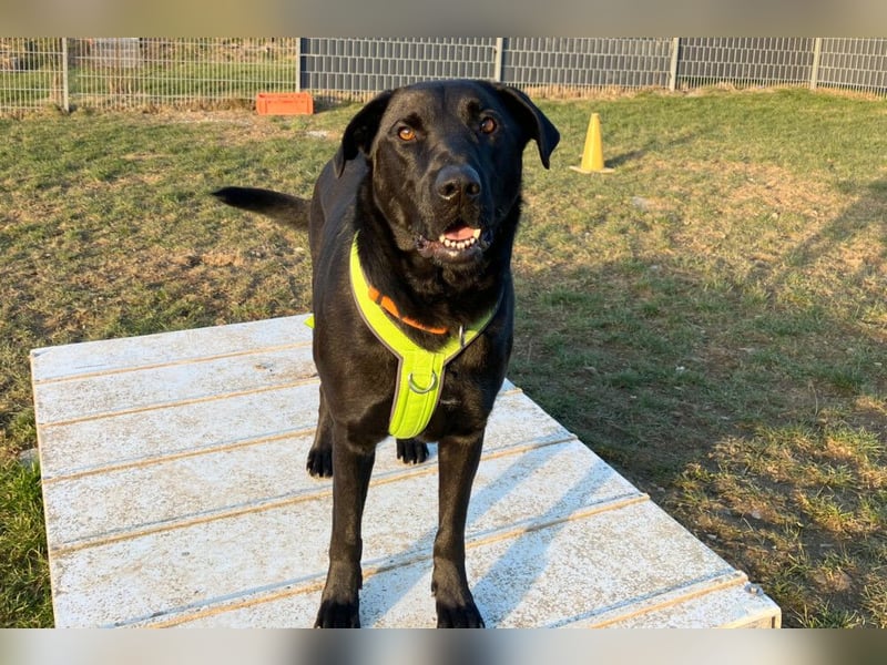 Nicki - treuer Beschützer und Begleiter - Tierhilfe Franken e.V.