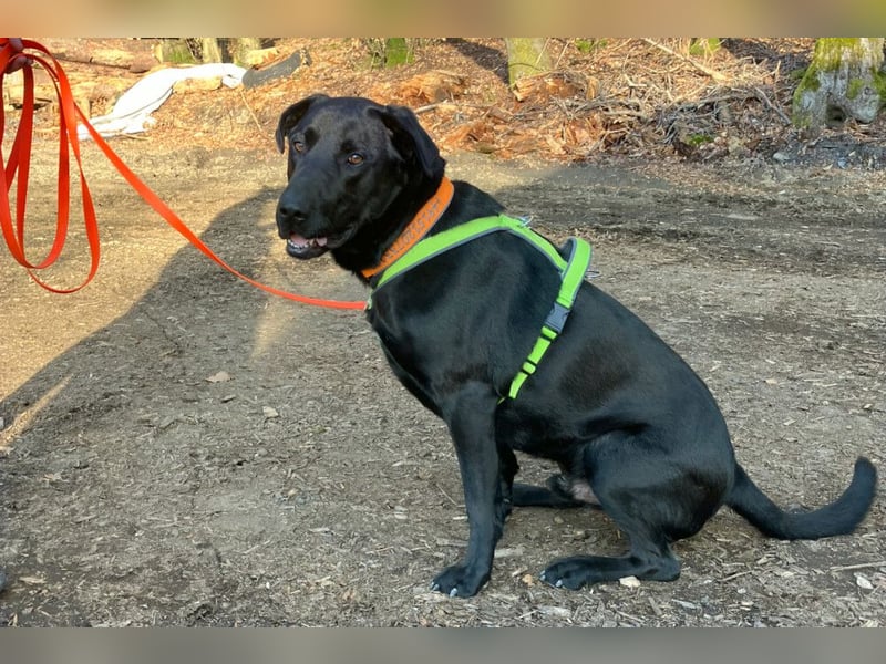 Nicki - treuer Beschützer und Begleiter - Tierhilfe Franken e.V.
