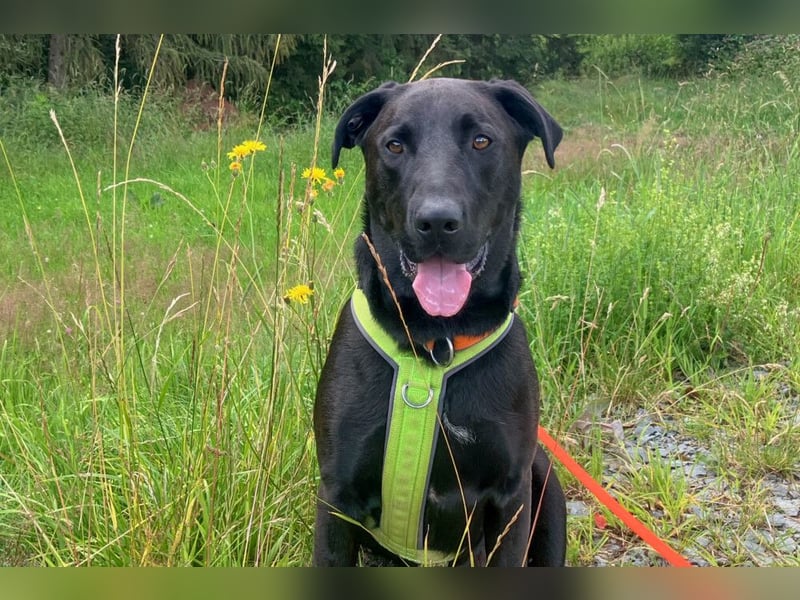 Nicki - treuer Beschützer und Begleiter - Tierhilfe Franken e.V.