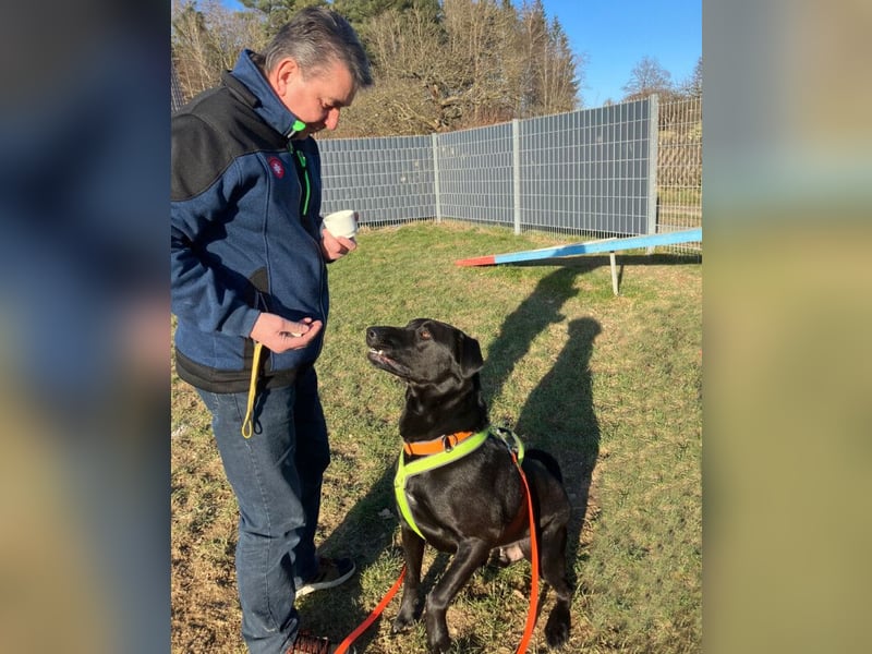 Nicki - treuer Beschützer und Begleiter - Tierhilfe Franken e.V.