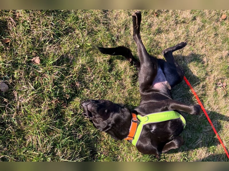 Nicki - treuer Beschützer und Begleiter - Tierhilfe Franken e.V.