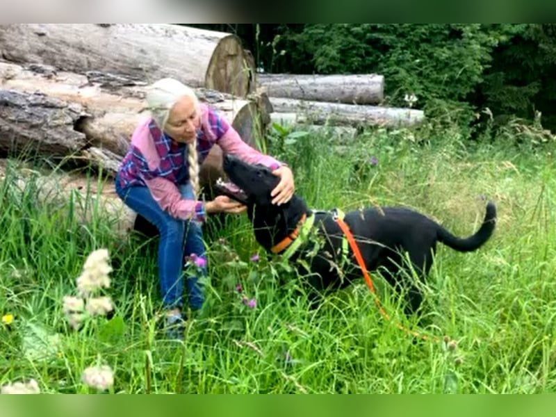 Nicki - treuer Beschützer und Begleiter - Tierhilfe Franken e.V.