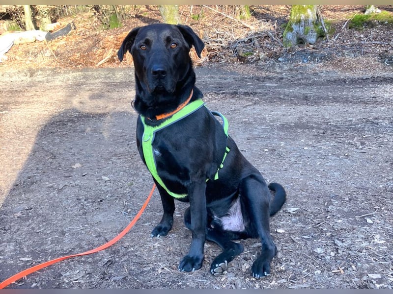 Nicki - treuer Beschützer und Begleiter - Tierhilfe Franken e.V.