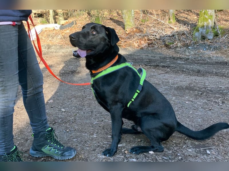 Nicki - treuer Beschützer und Begleiter - Tierhilfe Franken e.V.