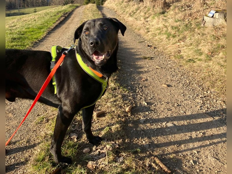 Nicki - treuer Beschützer und Begleiter - Tierhilfe Franken e.V.