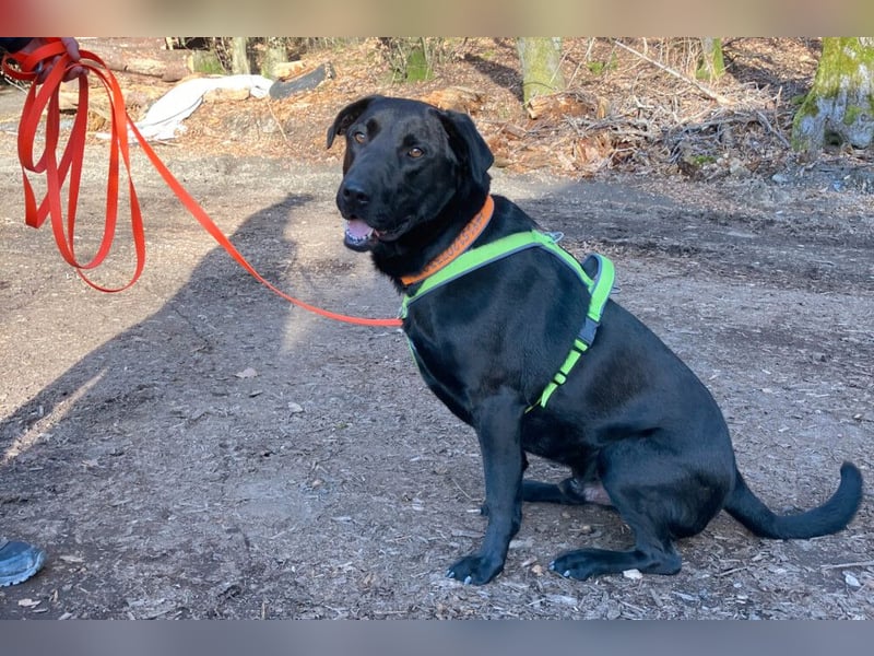 Nicki - treuer Beschützer und Begleiter - Tierhilfe Franken e.V.