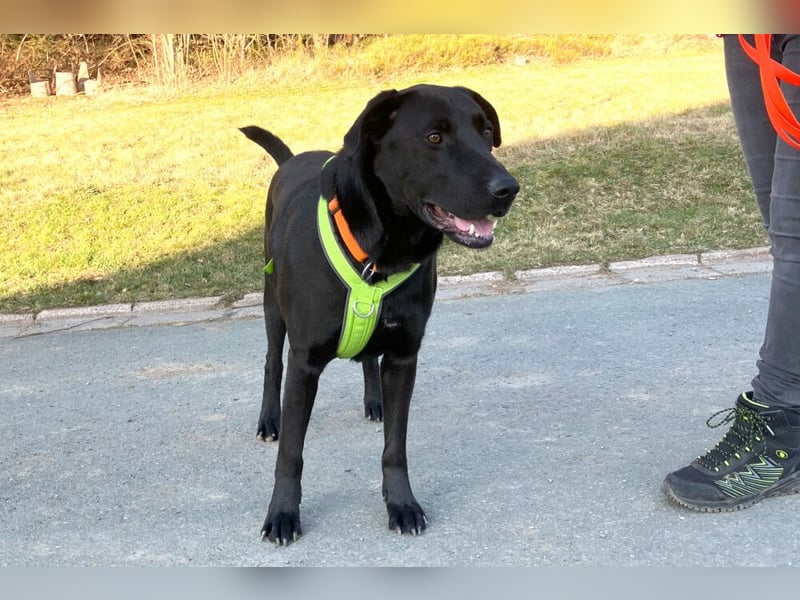 Nicki - treuer Beschützer und Begleiter - Tierhilfe Franken e.V.