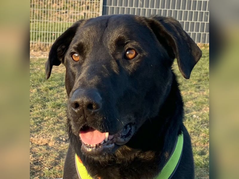 Nicki - treuer Beschützer und Begleiter - Tierhilfe Franken e.V.