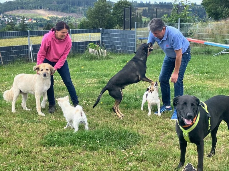 Nicki - treuer Beschützer und Begleiter - Tierhilfe Franken e.V.