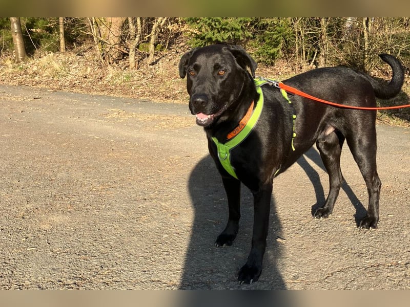 Nicki - treuer Beschützer und Begleiter - Tierhilfe Franken e.V.