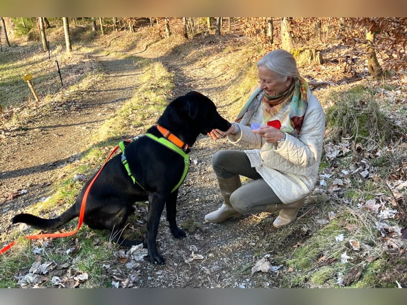Nicki - treuer Beschützer und Begleiter - Tierhilfe Franken e.V.