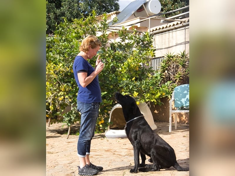Menut ist ein außergewöhnlicher Hund