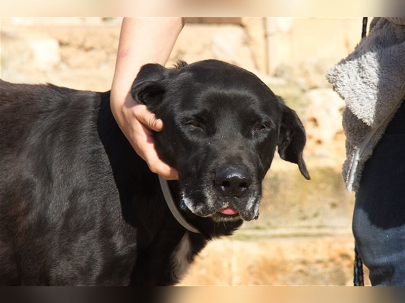 Menut ist ein außergewöhnlicher Hund