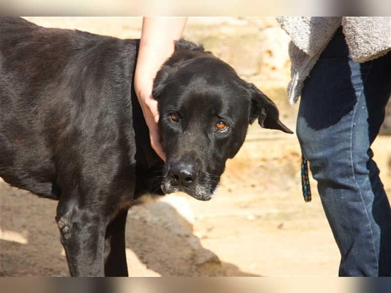 Menut ist ein außergewöhnlicher Hund