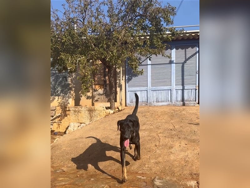 Einstein ist ein Herz von einem Hund