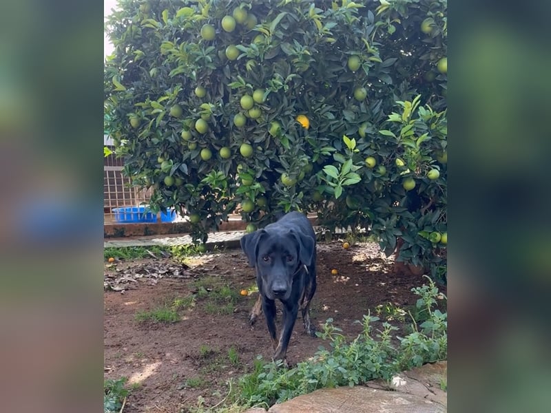 Einstein ist ein Herz von einem Hund